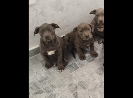 1  american bully xl  c1123.jpg